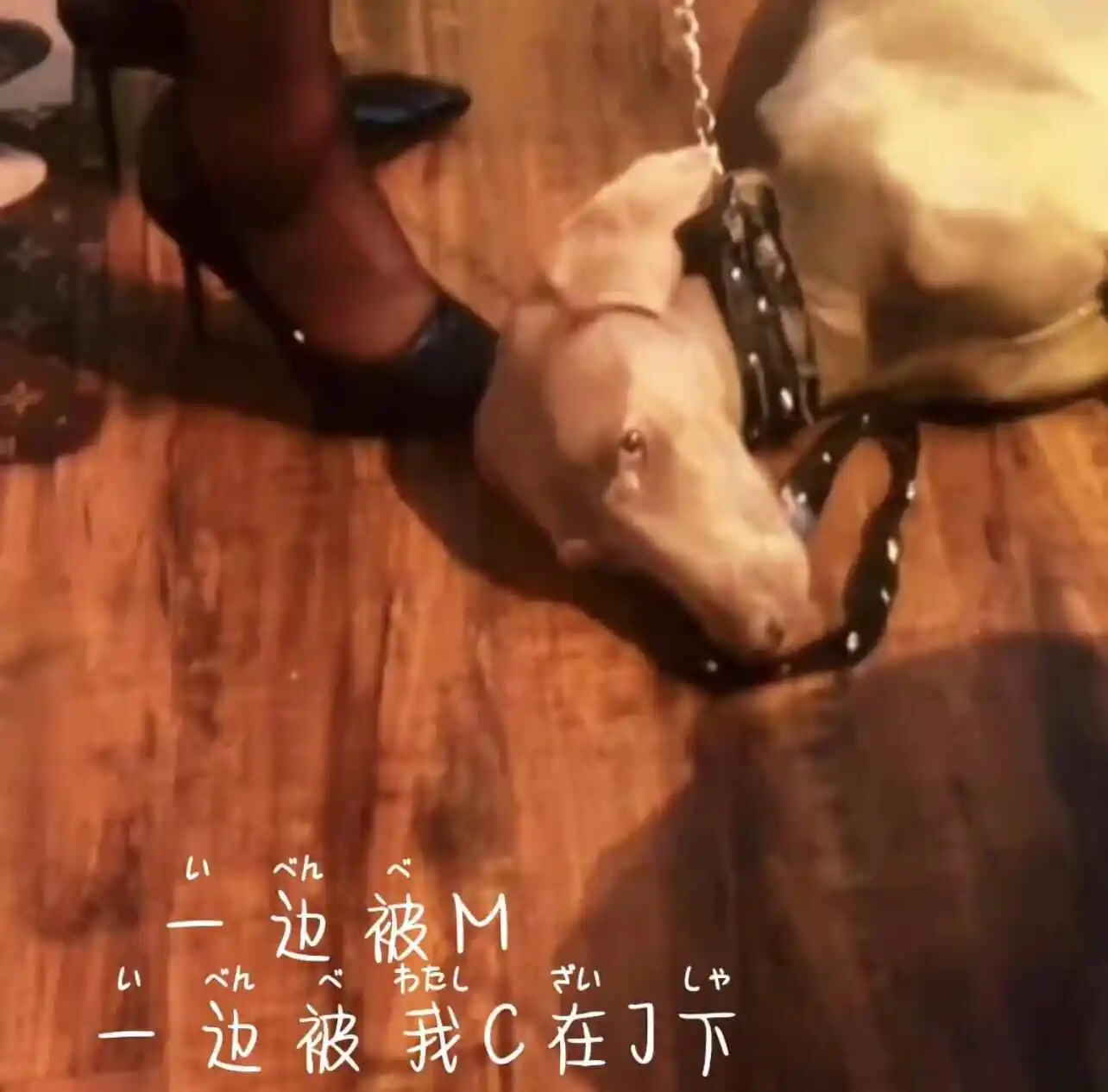 西檬之家：字母圈的K8是什么？——详解析猫系角色扮演